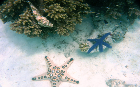 Mabul and Kapalai Day Trip